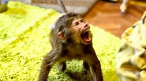 МЫ В ШОКЕ от Анфисы! Денис взял ее игрушку, а она ПРОСТО НАБРОСИЛАСЬ и давай его кусать!