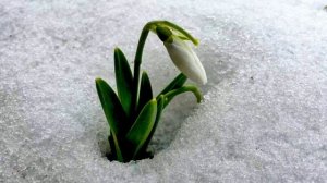 весна рассыпала проталины