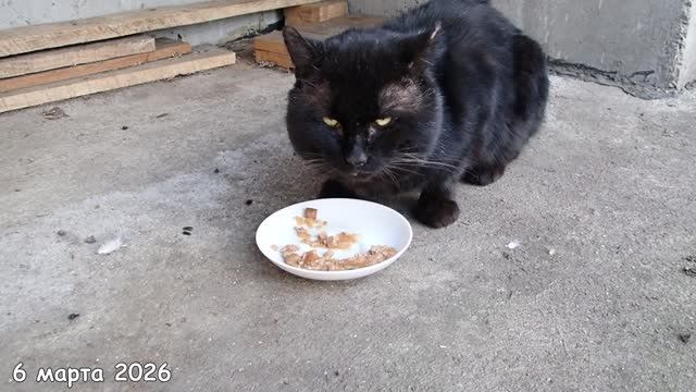 Морда кушает.