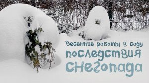 Весенние работы в саду. Последствия снегопада.