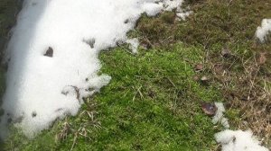 СНЕГ💥 ТРАВКА 💥СОЛНЦЕ 💥 ПОДПИШИСЬ