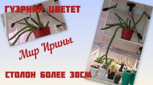 ГУЭРНИЯ ЦВЕТЁТ ● СТОЛОН БОЛЕЕ 30 СМ● ВИДЕО ПО ПРОДАЖЕ СУККУЛЕНТОВ НА КАНАЛЕ ●