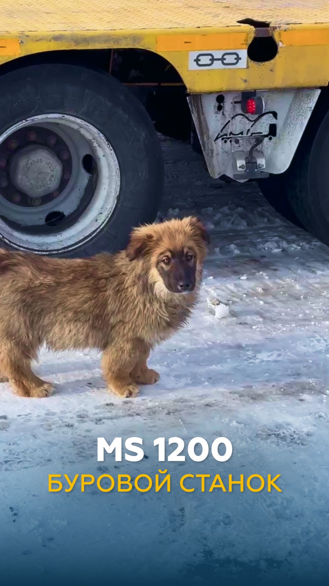 Щенки на погрузке | НЕГАБАРИТОР