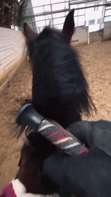 #equestrian #equestrianlife #horse #конныйблог #конныймир #конныйспорт #лошадки #лошади #конкур