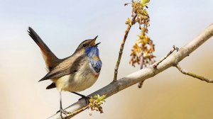 Весна пришла.