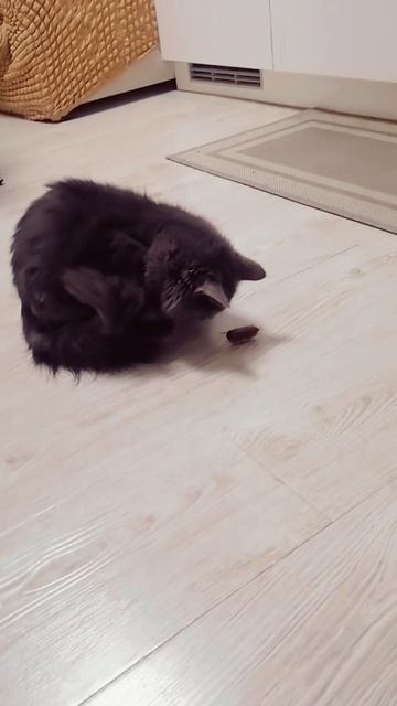 Кошачьи игрушки