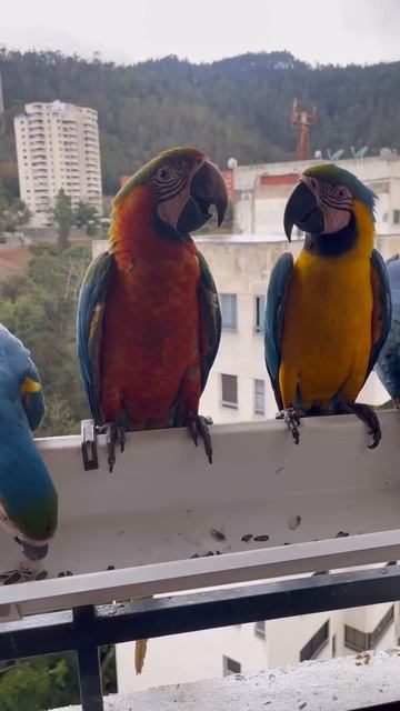 Гибриды ара Арлекин в Каракасе