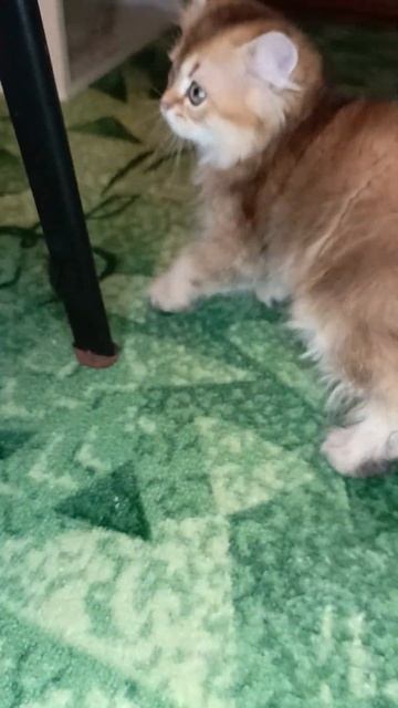 Котенок Тамерланд готов котправке в новый дом