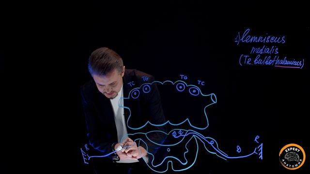 Медиальная петля: Lemniscus Medialis или Tractus Bulbothalamicus