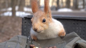 Белки. Шишки. Зяблик. Зарисовка