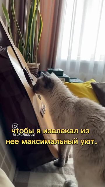 Теперь я не просто кот. Я — резонатор.#кот #котприкол #домашнийпитомец #котики #рекомендации