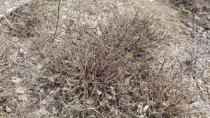 Обзор участка, снега нет!