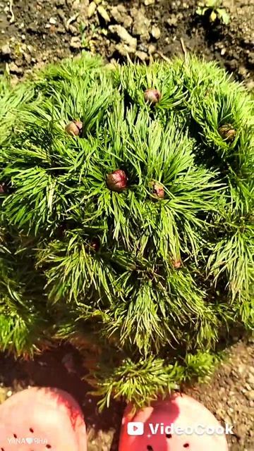 🌷 Живи настоящим, верь в лучшее...