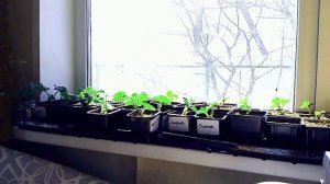 Приказано выжить  и точка.