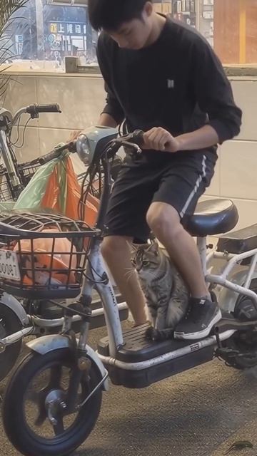 Ничего необычного 🐱