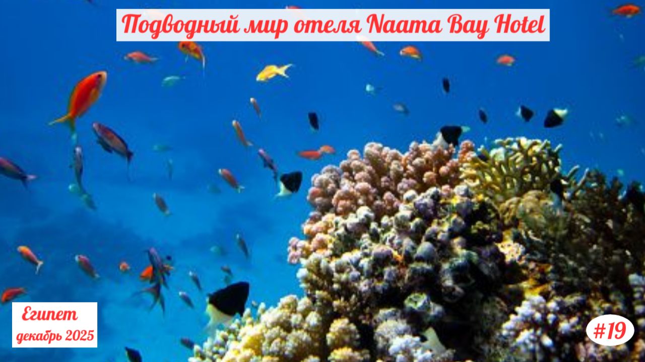 Отдых в Египте | Подводный мир отеля Naama Bay Hotel | Декабрь 2025 | Часть 19.