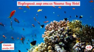 Отдых в Египте | Подводный мир отеля Naama Bay Hotel | Декабрь 2025 | Часть 19.