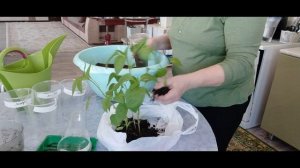 Жизнь на пенсии. Мои первые посадки.Вороны испортили теплицу.