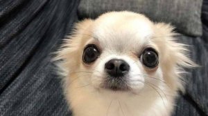 Обидный Пр*еб в игре "Змейка"