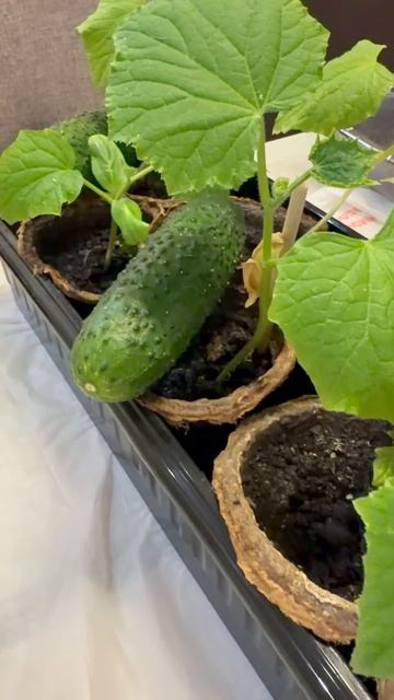 #Ухта …секрет хорошего урожая…01.04.2026…Республика Коми