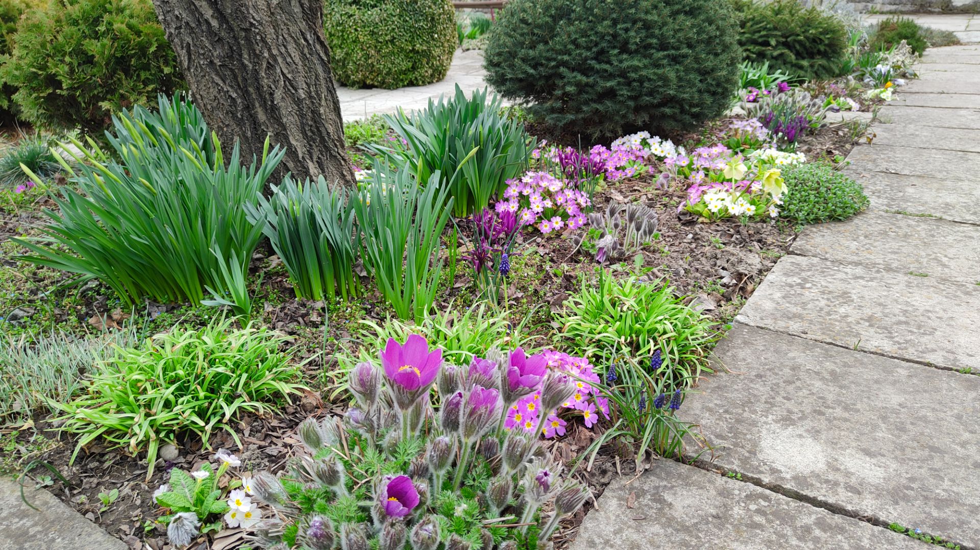 Зацветают прострелы, пересадила камассию, хохлатки и ирис сетчатый, 27.03.2026 г. Пятигорск