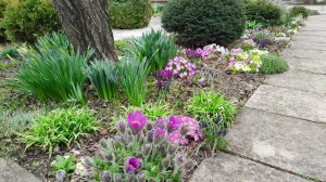 Зацветают прострелы, пересадила камассию, хохлатки и ирис сетчатый, 27.03.2026 г. Пятигорск