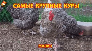 Самые крупные куры Малин