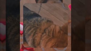 1000054555.mp4 (Собака наблюдает за устройством лестницы на 2-ой этаж в доме А-фрейм)