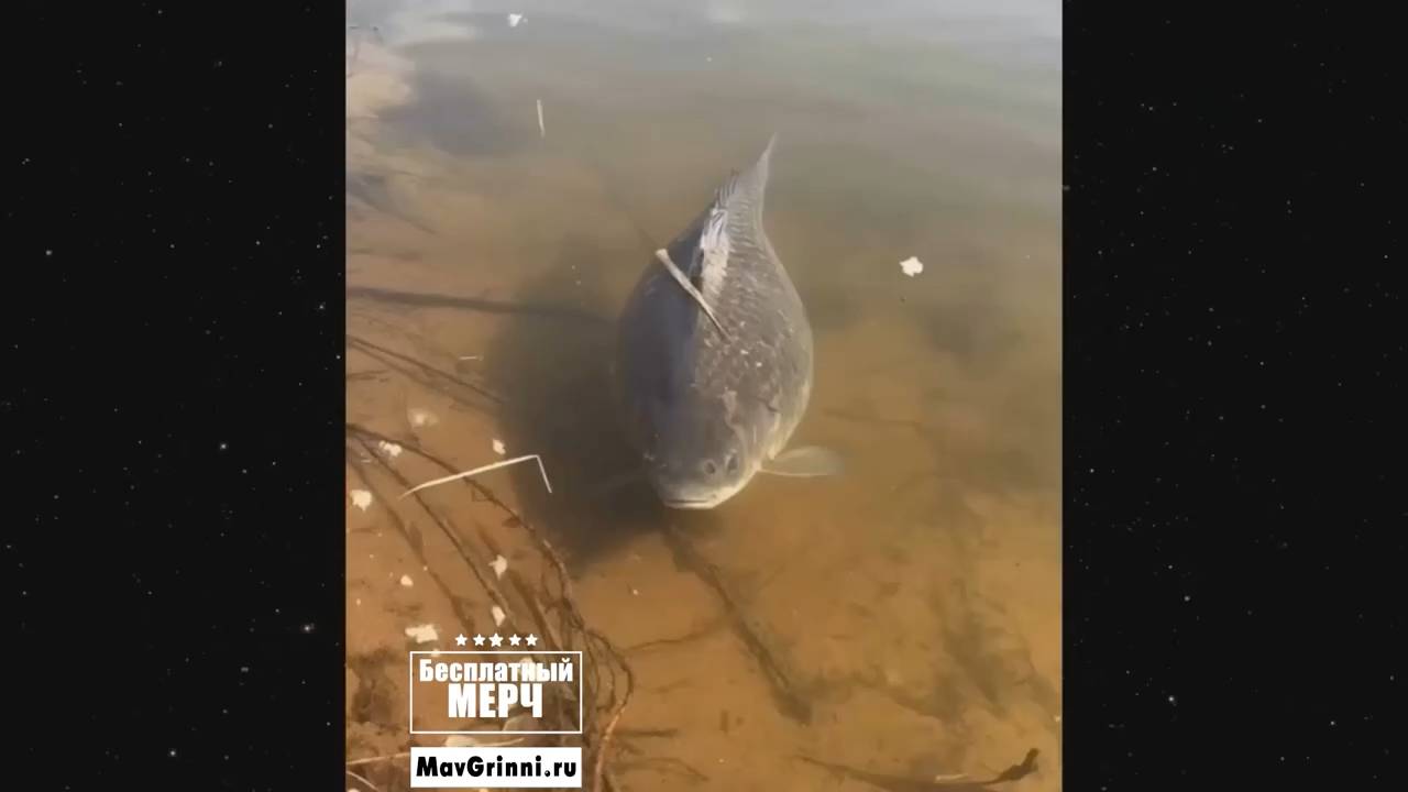 ЭТО БЕЗУМИЕ! Угарная подборка приколов НЕ ПЕЙТЕ ВОДУ ПЕРЕД ПРОСМОТРОМ!Ржака!Лол!Топ Смех Видео №1321 смотреть онлайн