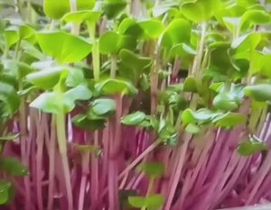 Выращивание микрозелени