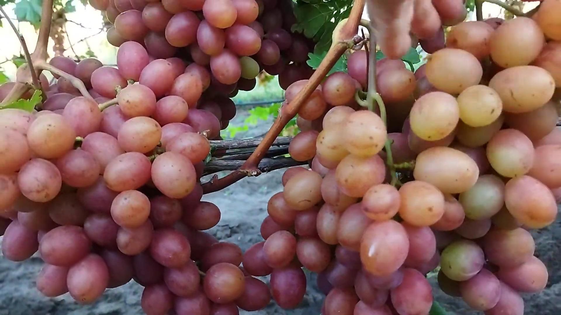 Виноград Гурман ранний крупный Ростов-на-Дону | Донская лоза