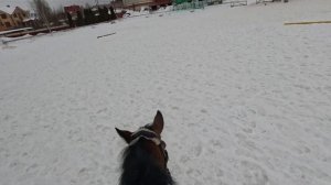 КОНОБЛОГ | Работа с лошадью без железа