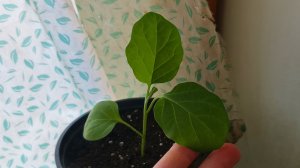 Первая подкормка рассады баклажанов.