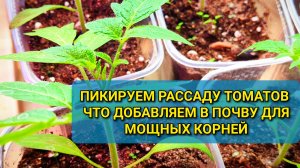 Вот почему рассада ТОМАТОВ будет крепкой ТОЛЬКО при правильной посадке и ПЛОДОРОДНОЙ почве 🍅🌱