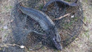 Первые щучки сезона 2026