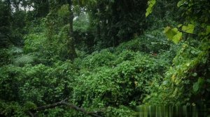 Звуки дождя в тропическом лесу для сна или учебы Белый шум ливня.