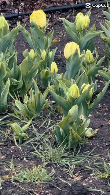 Перезимовали! Весна в Севастополе полным ходом! #крым #севастополь #весна