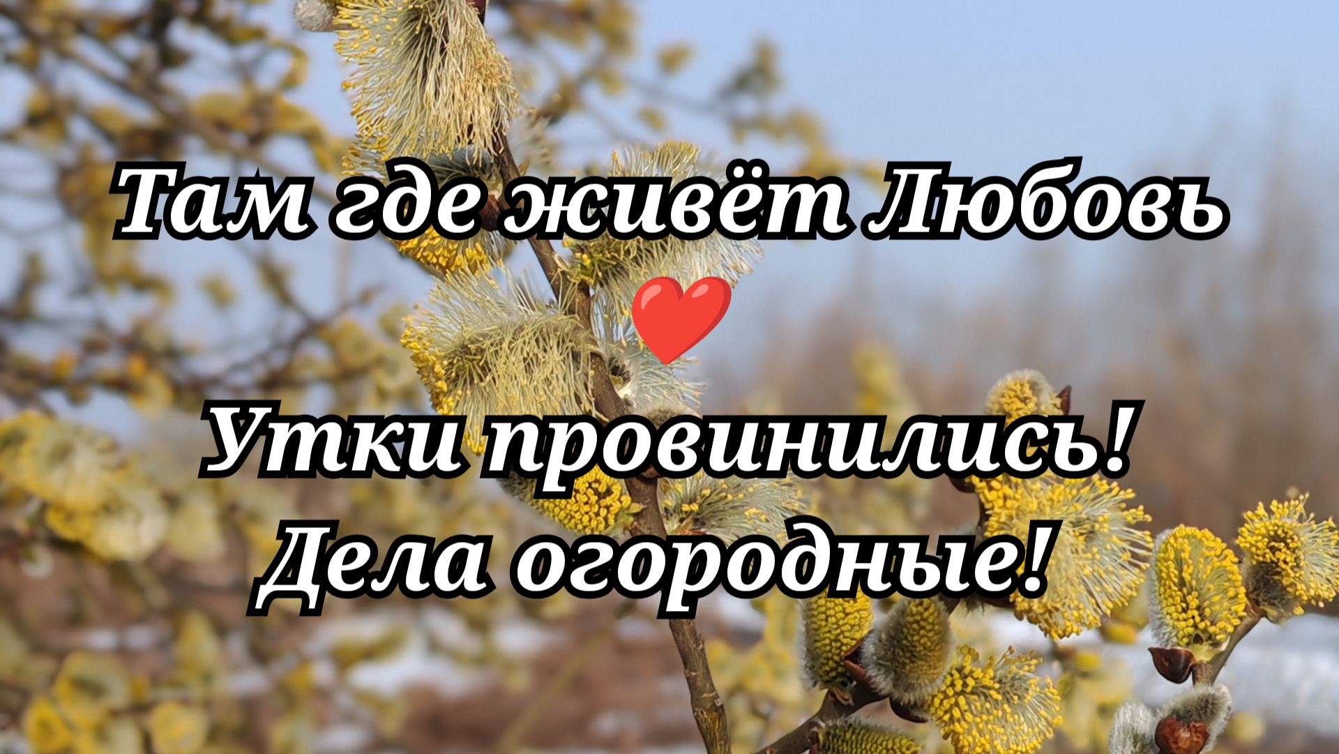 #113 Утки провинились! Дела огородные!