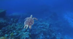 .... Океан - Интересные факты ....