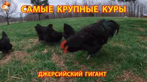 Самые крупные куры Джерсийский гигант