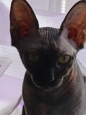 играем в сопернике