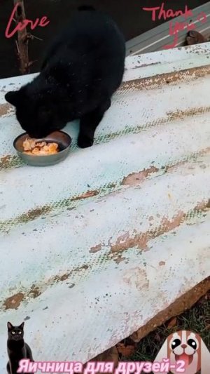 Яичница для друзей-2🐶🐱😅