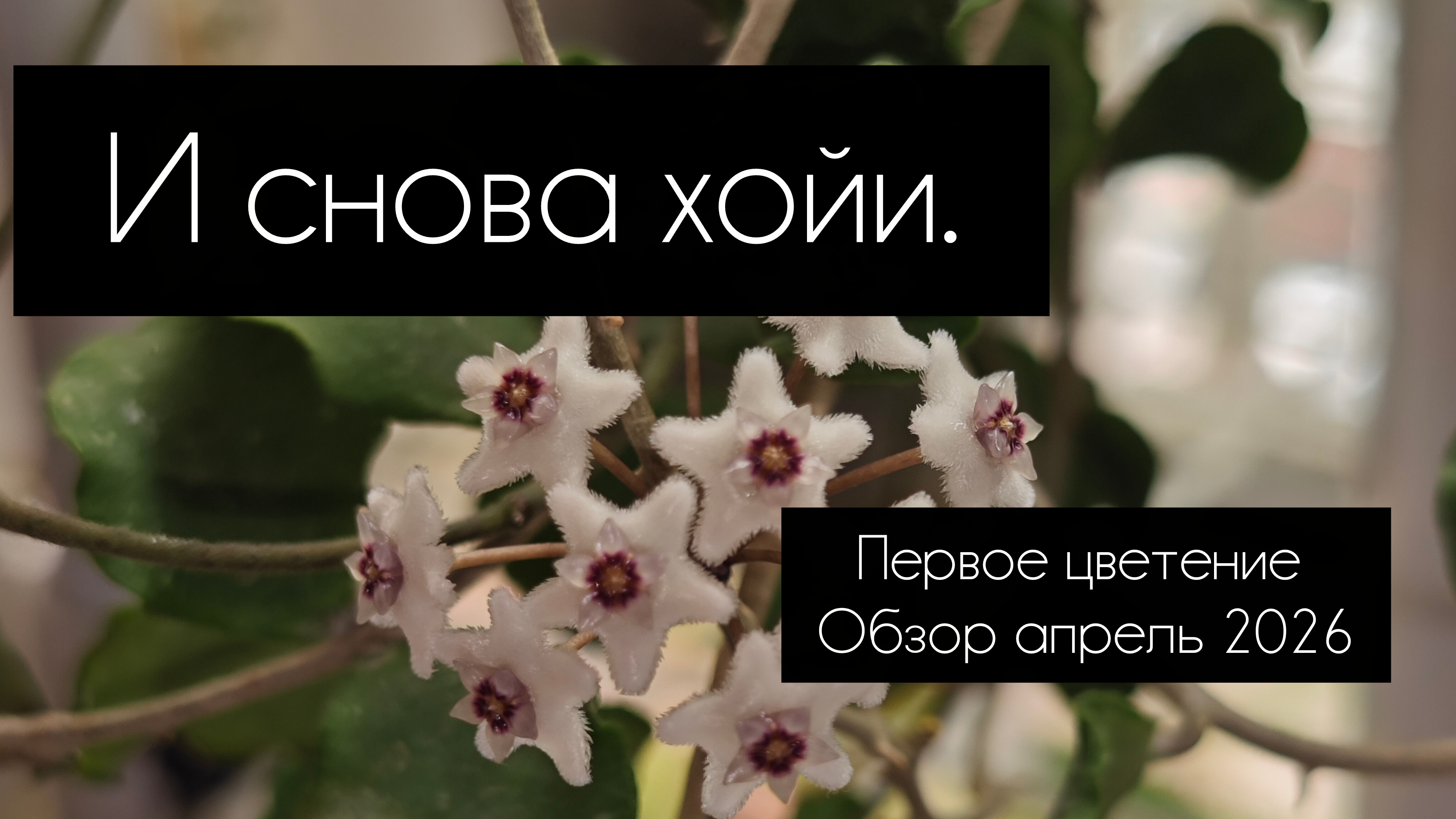 и снова хойи. первое цветение// обзор апрель 2026