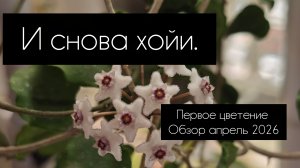 и снова хойи. первое цветение// обзор апрель 2026