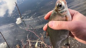 ПЕРВАЯ РЫБАЛКА СПИННИНГИСТА НА ФИДЕР! НА ЧТО ЛОВИТЬ В НЕРЕСТОВЫЙ ЗАПРЕТ?!