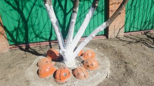 Мелочи нашего дома🗝🪴 Покупки и онигири🌮