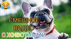 ПРИКОЛЫ С КОТАМИ! ПРИКОЛЫ С СОБАКАМИ.  Смешные ЖИВОТНЫЕ. Подборка лучших приколов.