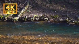 Расслабляющий шум реки, звуки воды, леса. Пение птиц. Звуки для расслабления, сна, релаксации. 4K.