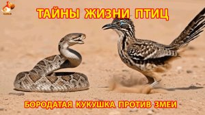Тайны жизни птиц в природе – бородатая кукушка против змеи