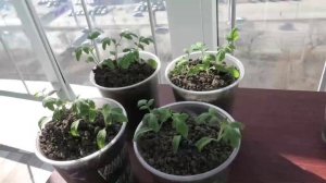 Работы с рассадой помидоров на 1 апреля